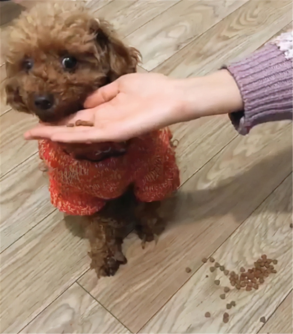 宠物店的狗狗都是吃什么狗粮,狗子整天在想啥