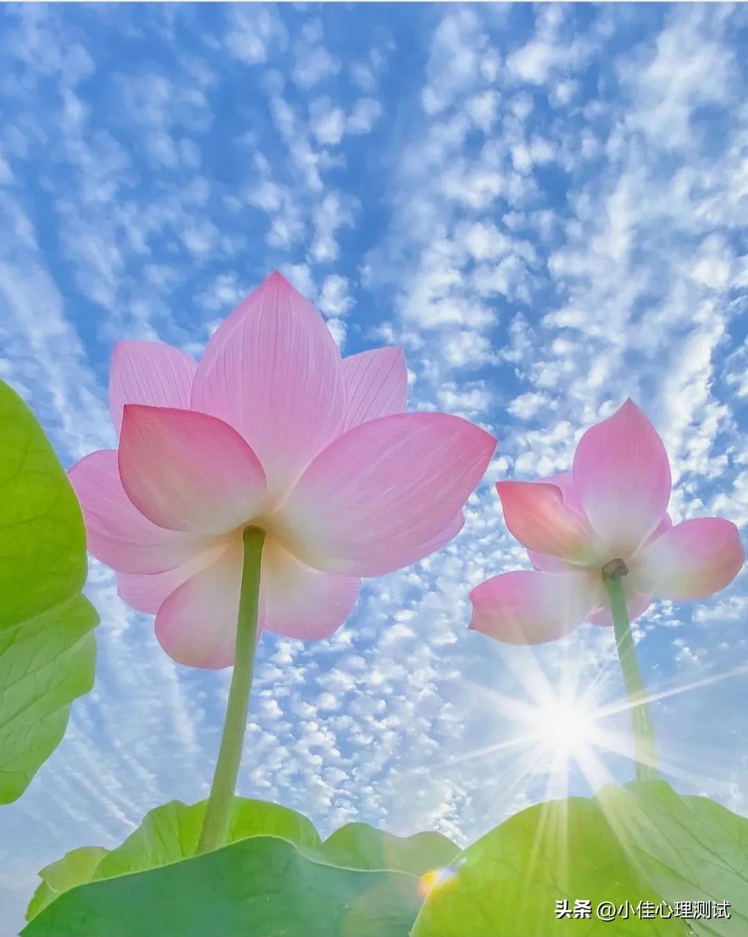 夏日必备快乐文案短句图片,夏日炎炎发朋友圈文案图片