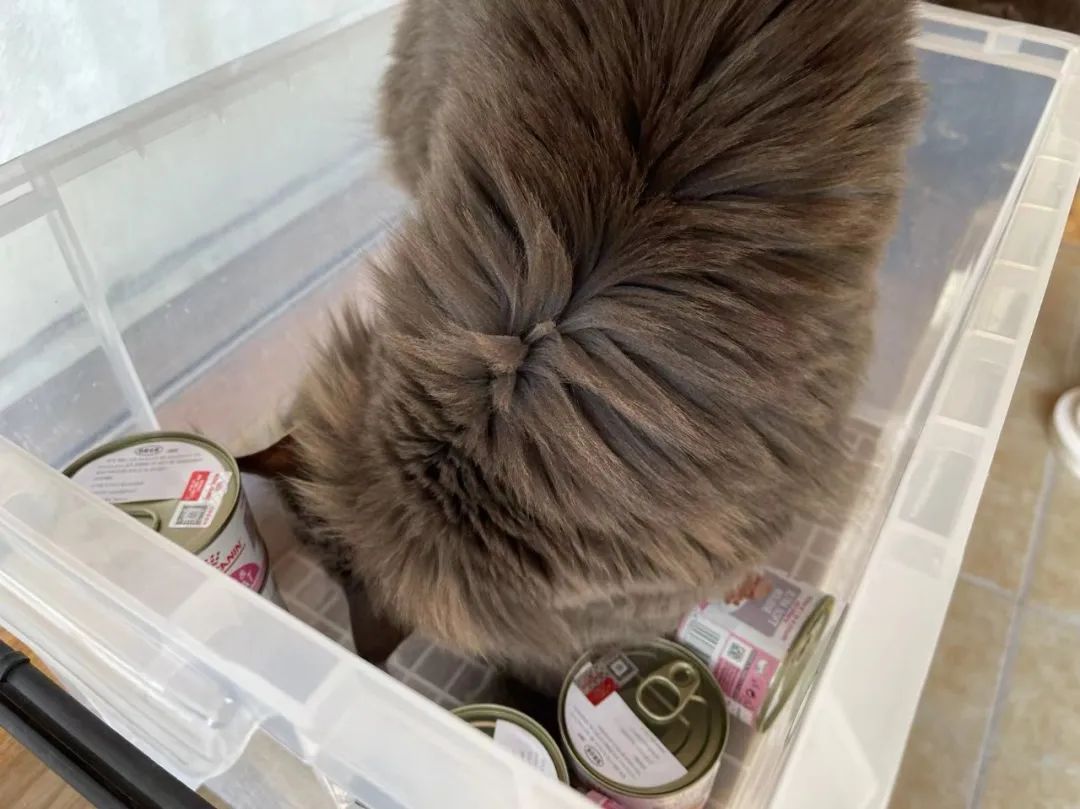 毛森森,观复猫毛森森