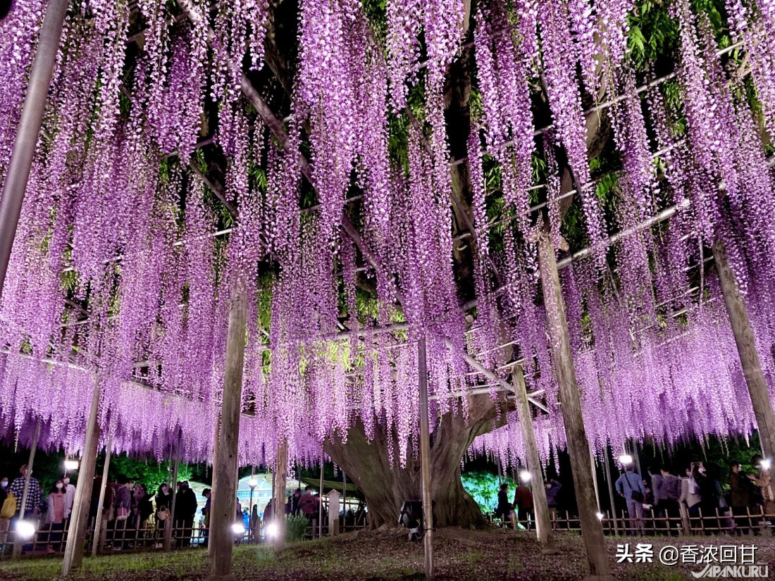 日本樱花赏花时间,日本樱花赏花