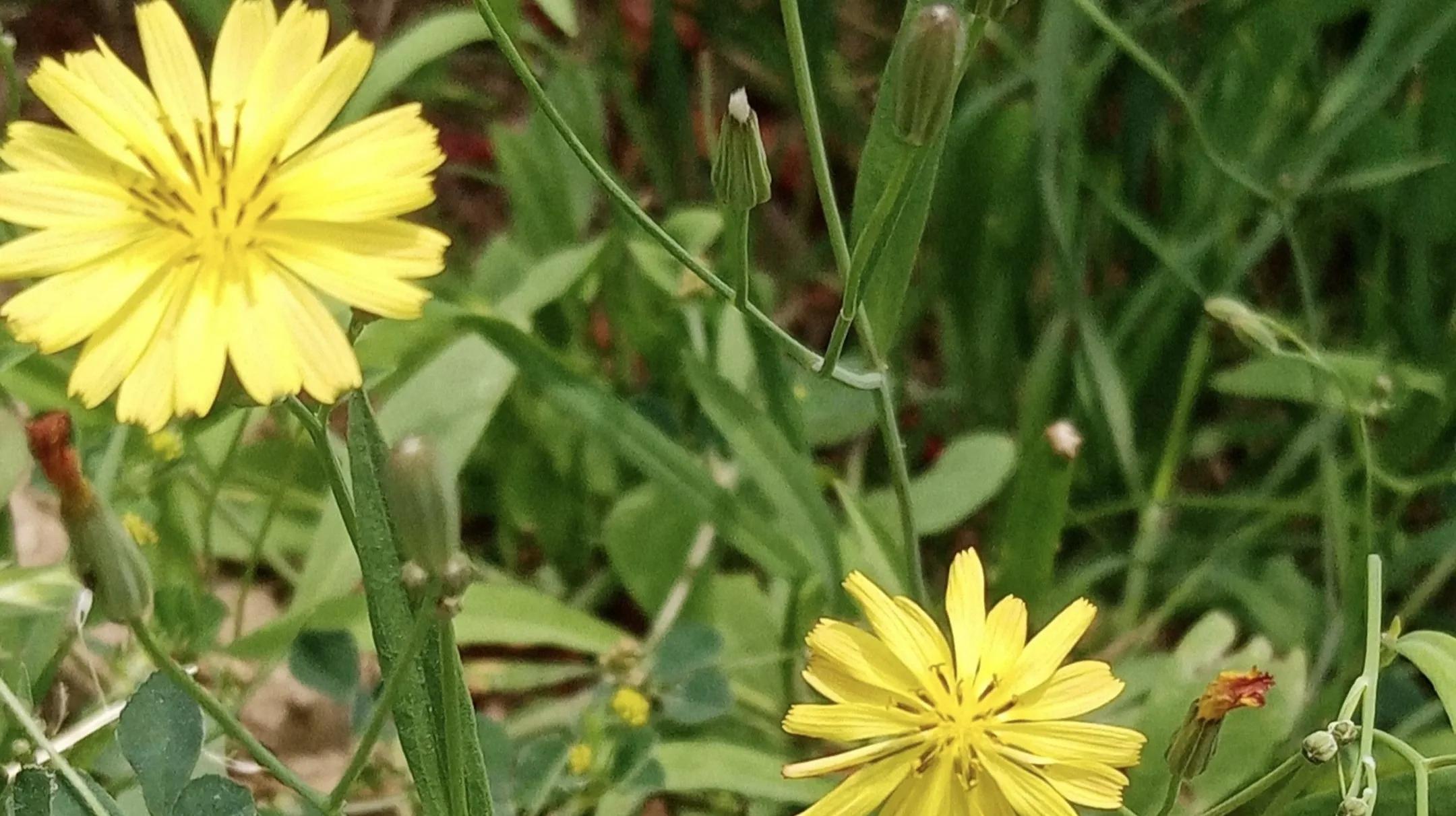 大智若愚其实一点都不糊涂,越傻越聪明大智若愚