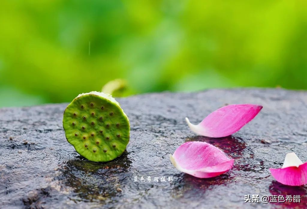 绚烂夏花，夏日物语，或热烈、或温婉，让这个夏天有了色彩和香气