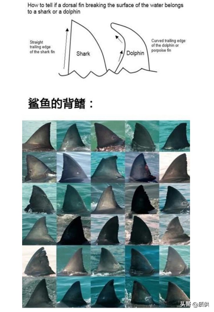 人类为什么只吃鲨鱼,为什么人类只吃鱼翅