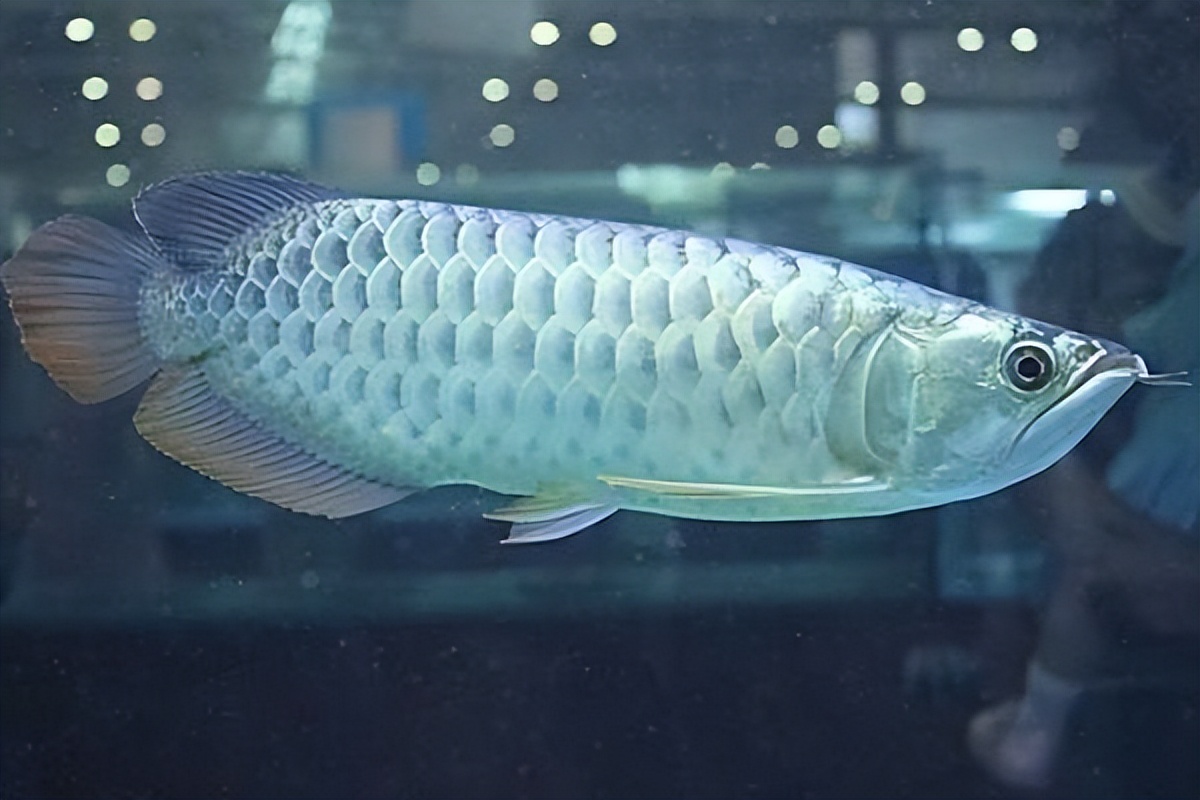 龙鱼不吃饲料怎么办,龙鱼缸放了清道夫龙鱼不吃食