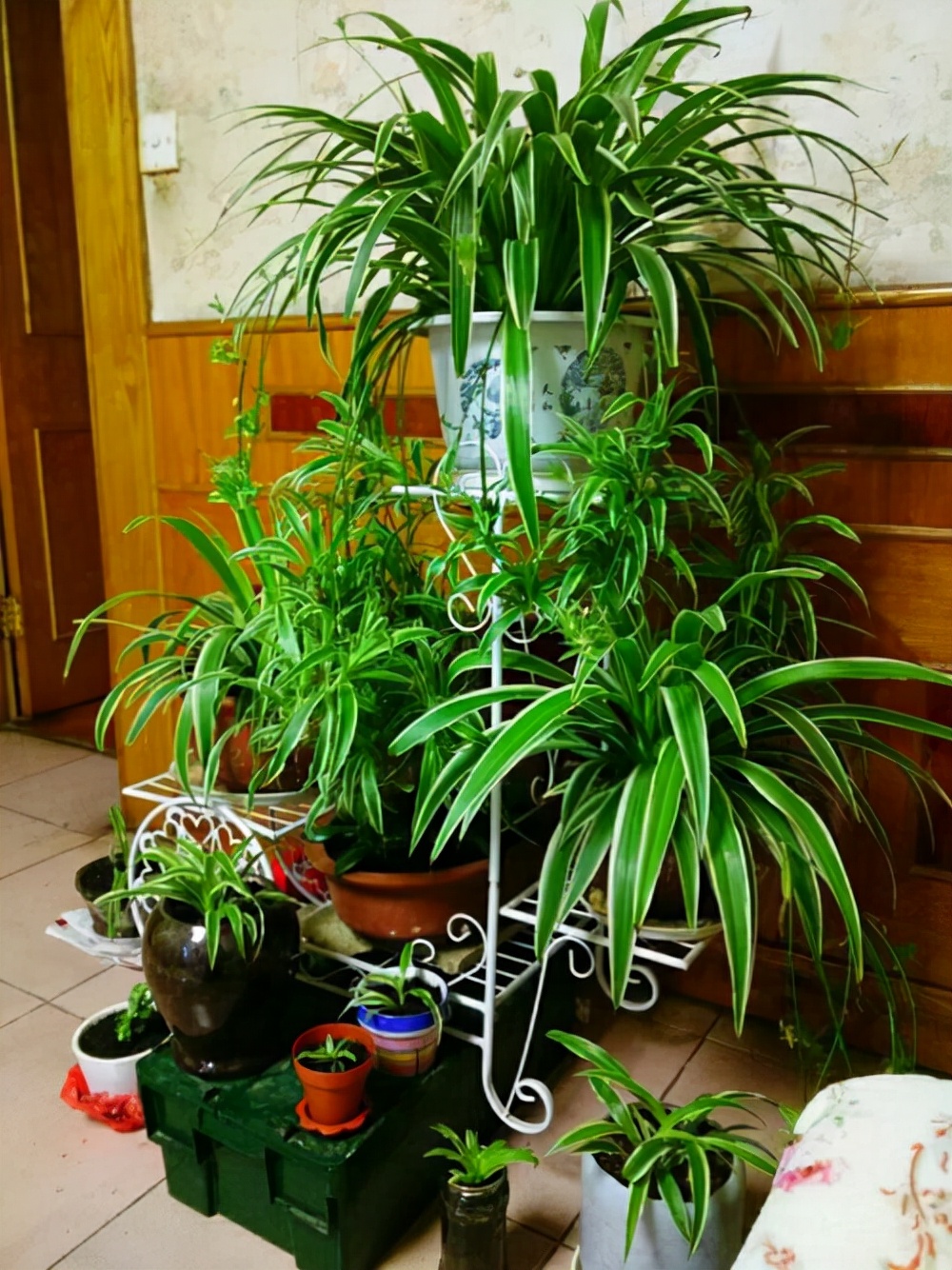 家里光照不足建议养这10种耐阴花,阴暗无光角落适合养什么花