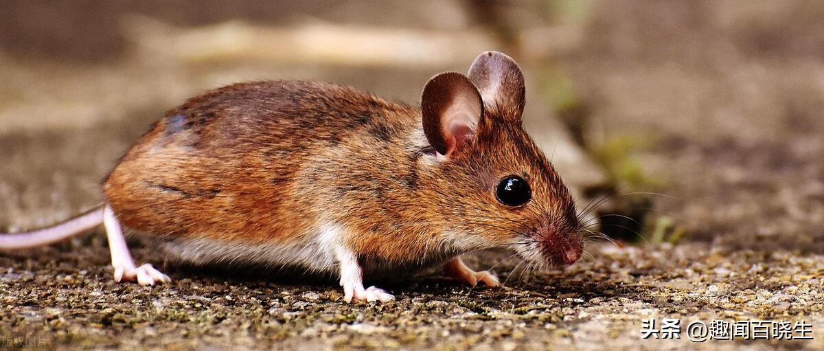 周公解梦大全查询梦见老鼠好不好,梦见很多老鼠在屋里跑是什么征兆