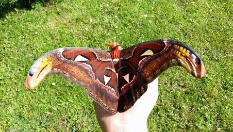 美国出现世界最大飞蛾，不但大样子也很吓人，实为我国“蛇头蛾”