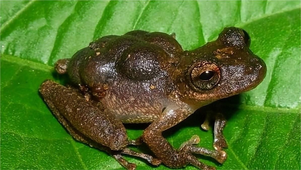 一张图看懂神奇动物,这些罕见的神奇动物到底有多可怕