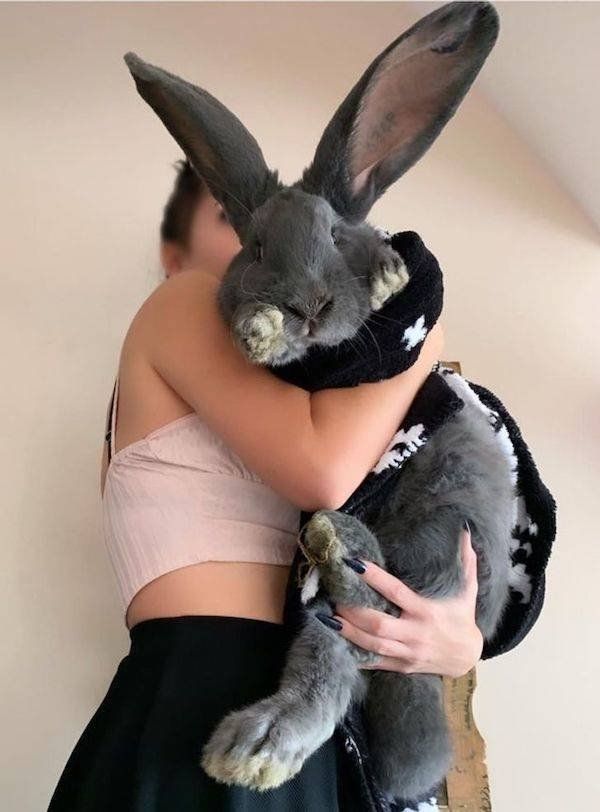 29个罕见动物镜头,100个罕见动物图片