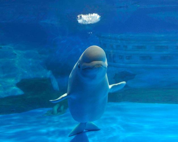 大连旅游旅行攻略,大连旅游攻略官方最新