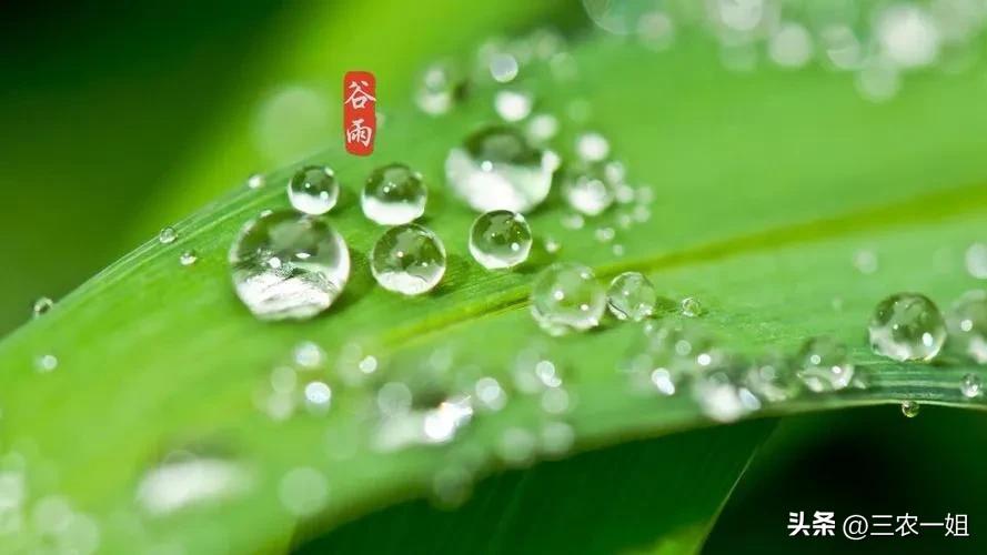 明日三月初一谷雨，“谷雨在月头，寡妇不用愁”，今年收成好吗