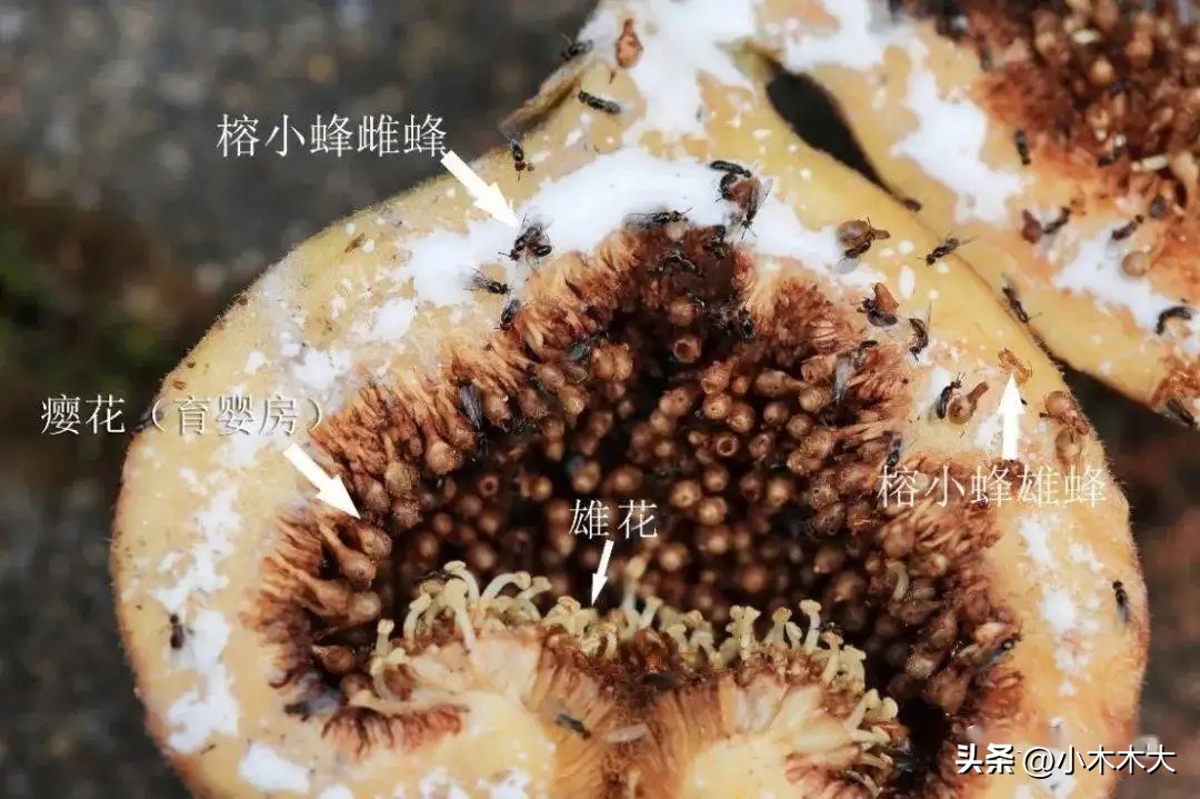 走进果实的世界我发现了什么,走进无花果的世界