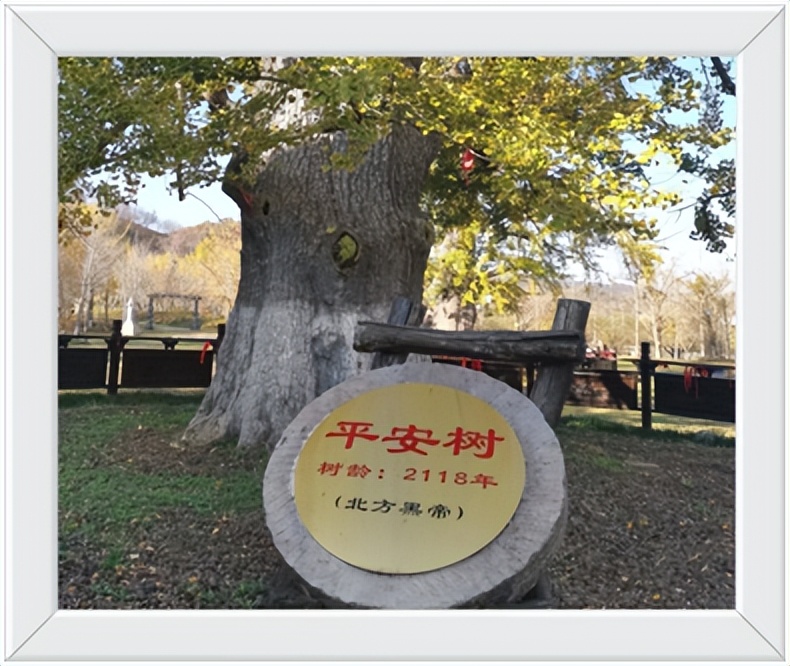 中国千年银杏谷住宿,中国千年银杏谷