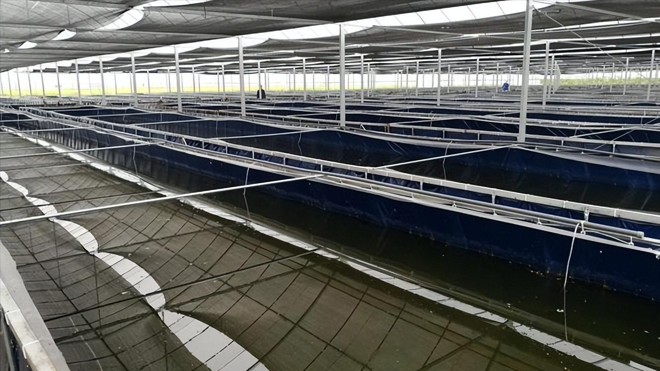 水蛭龙虾自繁自养,自繁自养水蛭