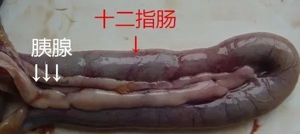 怎么看蛋鸡消化吸收好不好,怎么增强蛋鸡消化系统