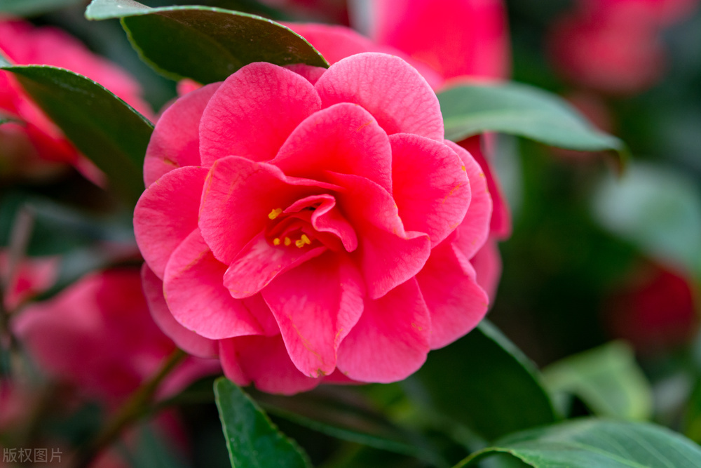 #草木有趣|雪里开花到春晚，不是寻常儿女花