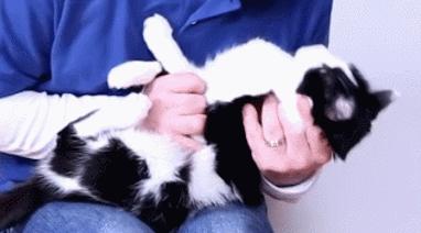 猫咪吃东西被噎住,猫咪吃东西卡住怎么救