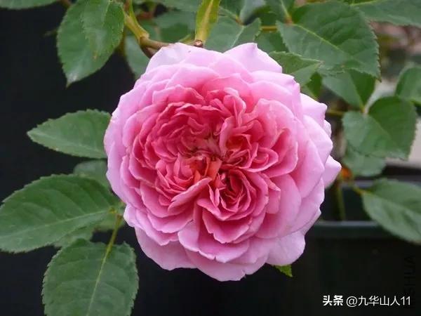 黄色系藤本月季哪个品种好,适合海南种的藤本月季品种