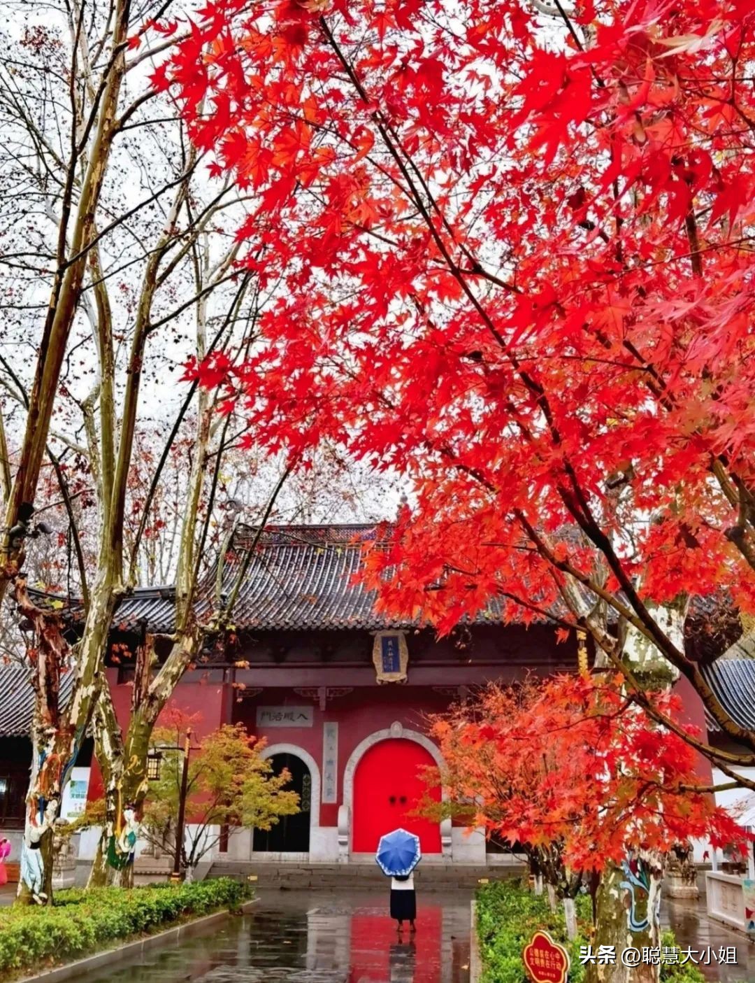 南京赏秋枫叶,南京秋天赏枫叶好去处