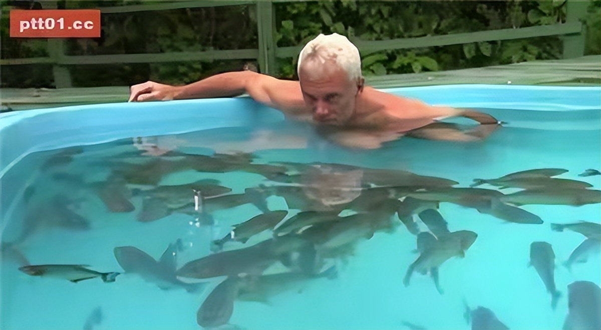 真实食人鱼会吃人吗,南美食人鱼咬断小孩手指