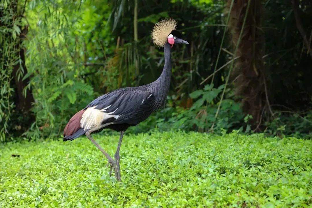 上海野生动物园最新攻略,上海野生动物园游玩攻略最新