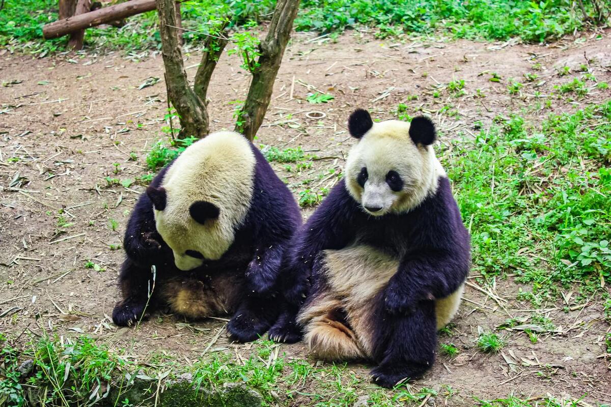 成都天府之国必去景点,盘点成都最值得去的十大打卡景点