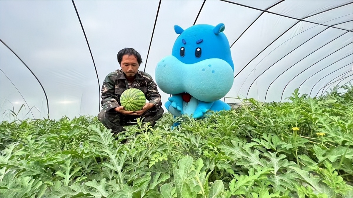 “瓜中顶流”南汇8424新鲜上市消费者在盒马买西瓜线上订单占比已超90%