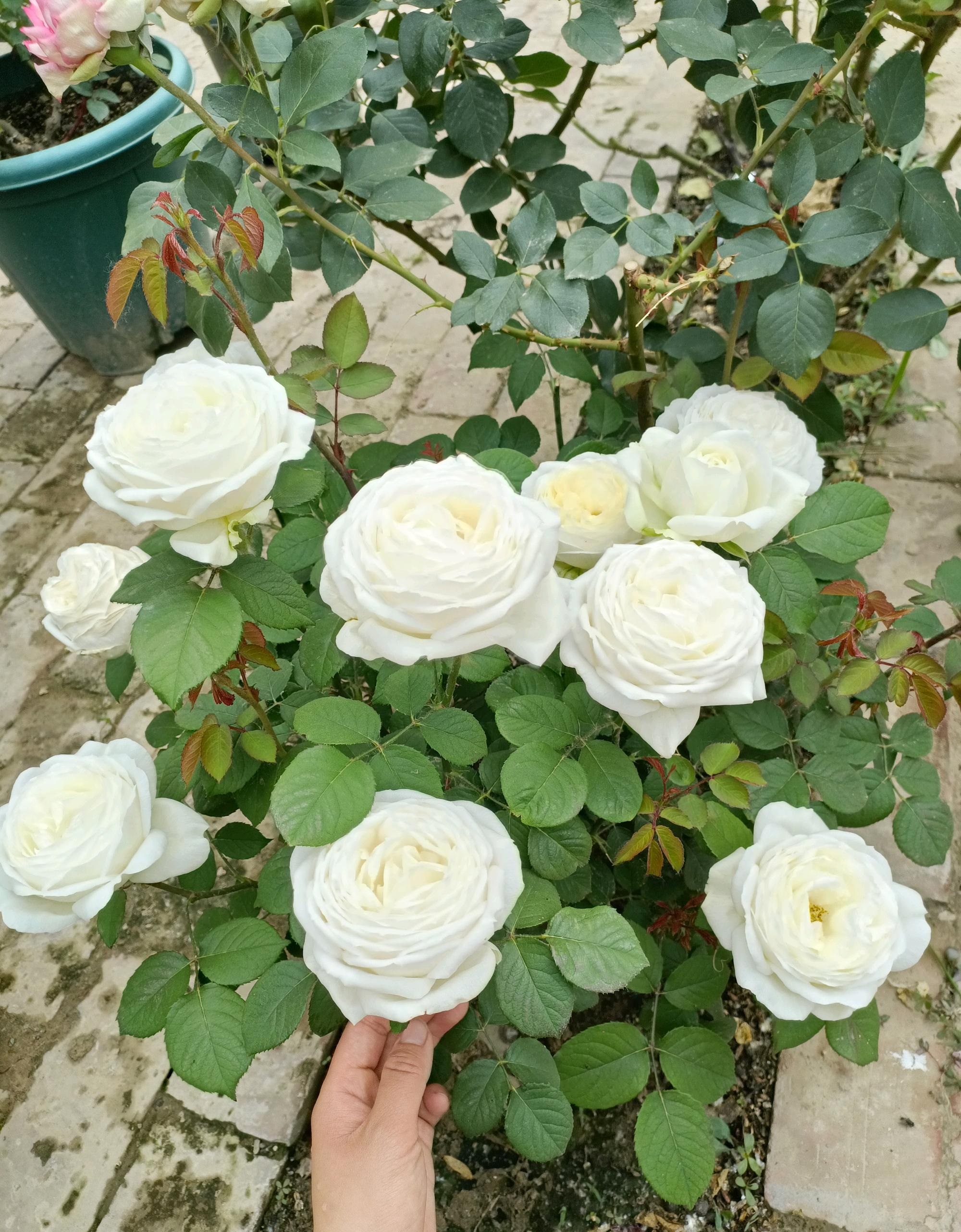 喜欢白色玫瑰，就养“婚礼之路”，颜值高、香气浓，而且开花勤奋