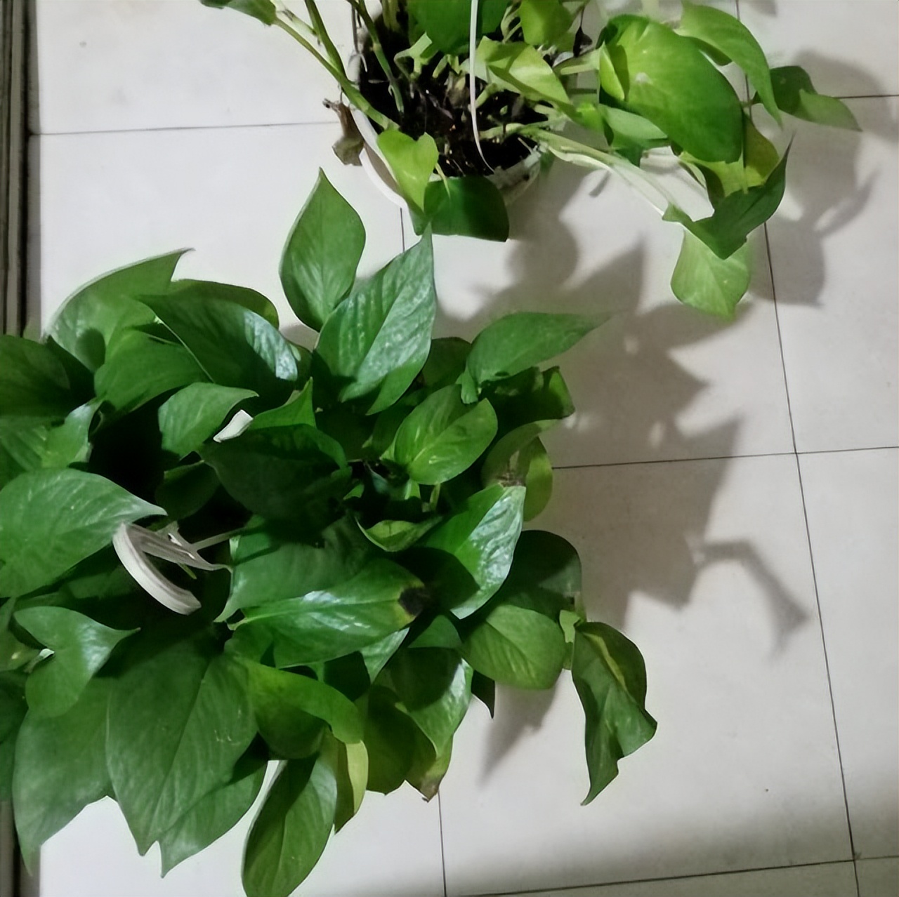 卫生间除异味最好的花,能养在卫生间去异味的花