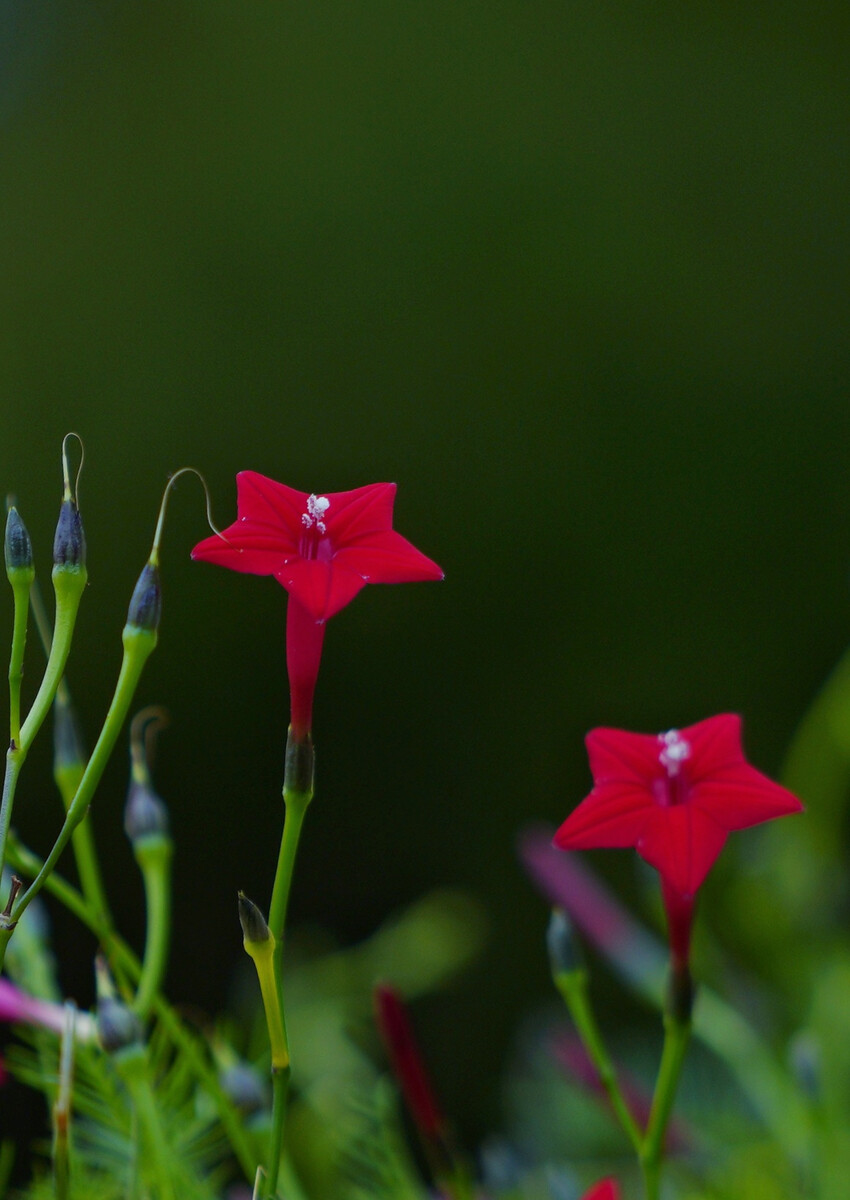 过年期间庭院开的草花,过年庭院开的花有哪些