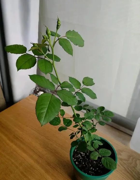 今年为什么都买月季花,购买月季花