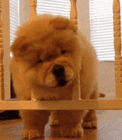 松狮犬是大型犬吗,熊仔松狮犬