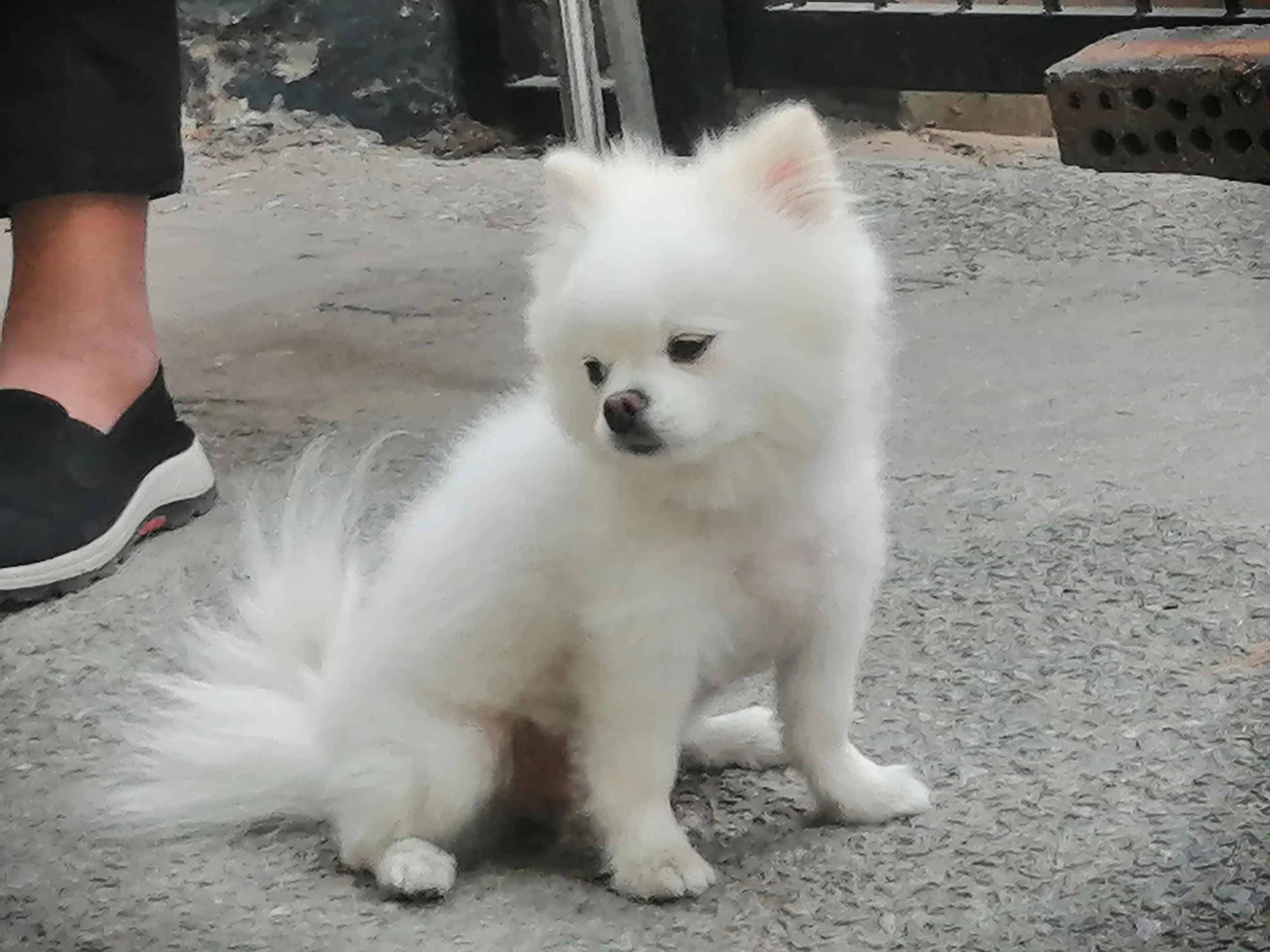 姣涜眴灏忕嫍,璋冪毊灏忕嫍姣涜眴