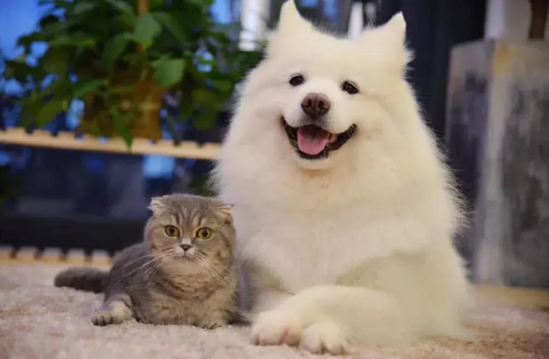 疫情期间的宠物用品,宠物生病常备药有哪些呢