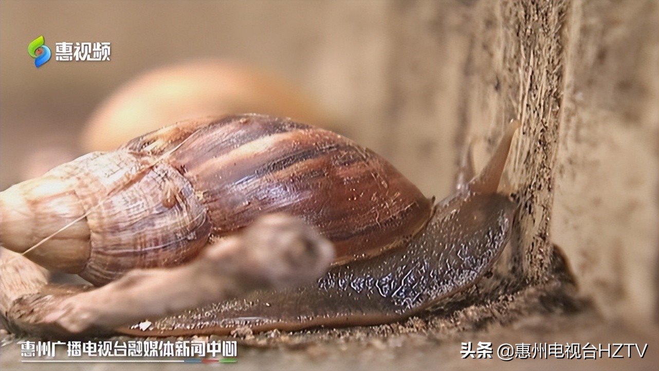 非洲大蜗牛出没雨后要小心