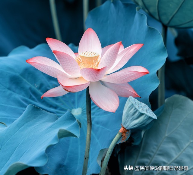 净土学佛的最高境界,往生净土的修行要义