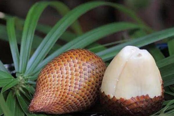 100多种罕见水果欣赏,100种罕见水果名字