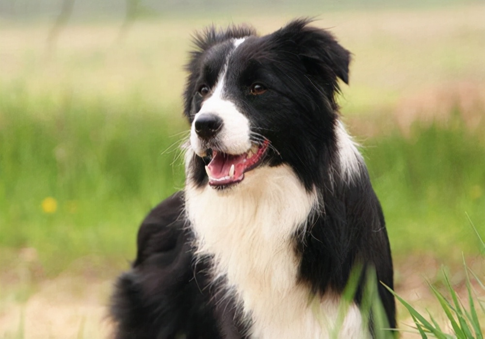 经验分享：狗狗有个伤口化脓怎么办？狗狗受伤后如何处理恢复快？