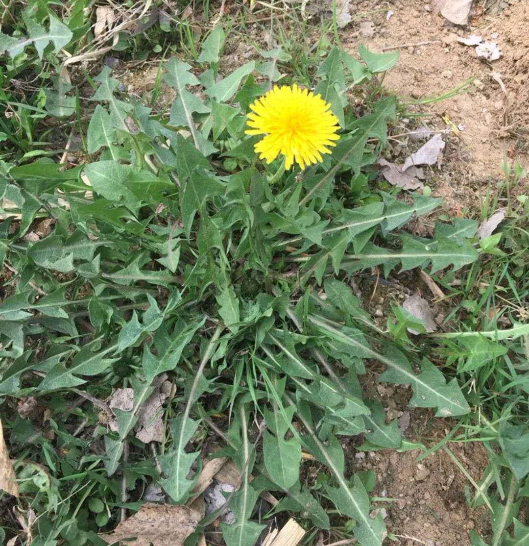 100种野菜大全图解,认识100种野菜视频大全完整版