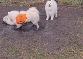 派出所警犬擦手,警犬被拿去擦手