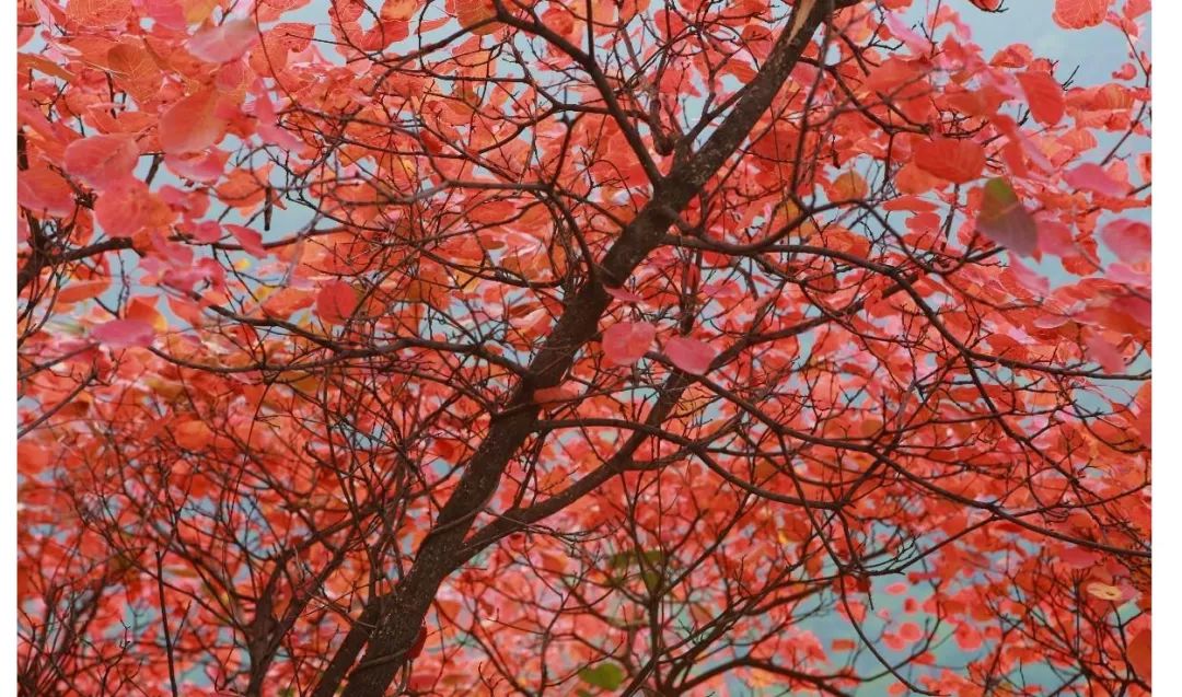 广州台山那琴半岛两日游,台山一日游必去景点牛山公园