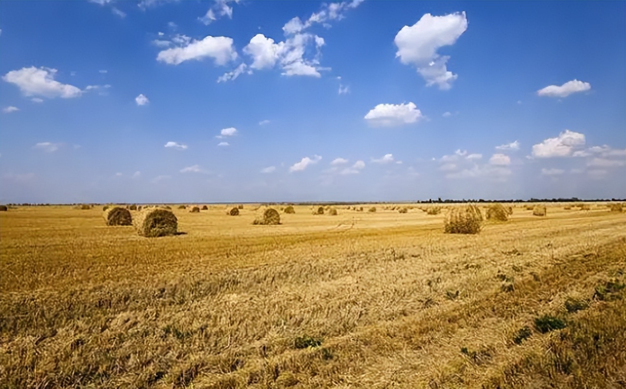 日本人山东租1500亩地的故事 (2006年日本人在山东租50亩地)