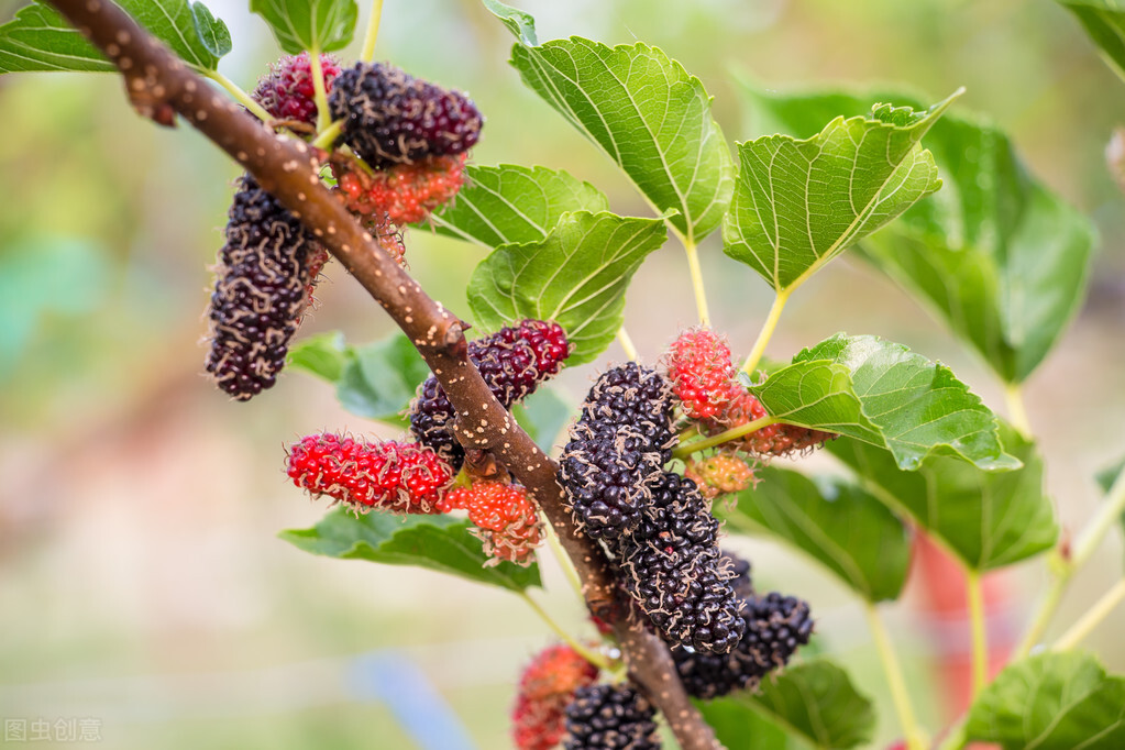 水果泡酒排行榜前十名柠檬泡酒,哪些水果泡酒对降血压有效果