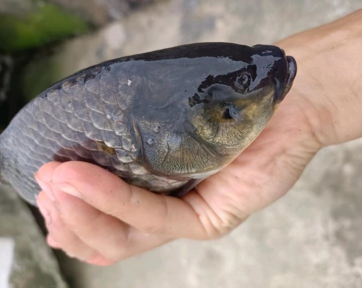 一男子钓鱼钓出了不明物体,钓到无眼鱼有什么说法