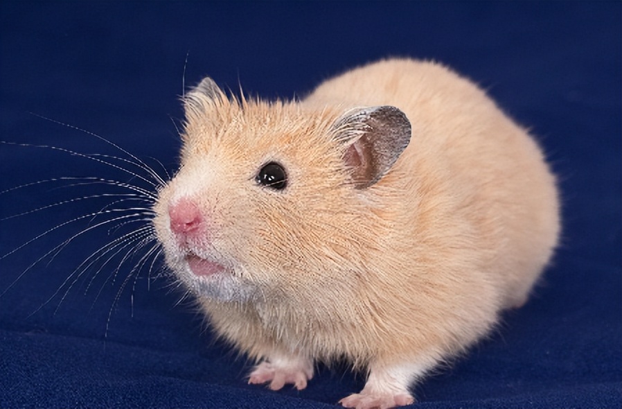 黄金仓鼠为什么叫金丝熊,黄金仓鼠是不是金丝熊