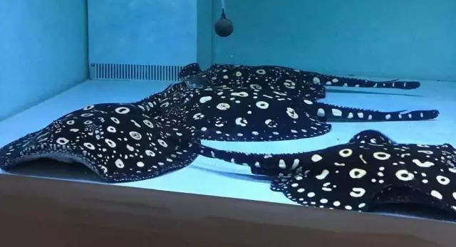 滤材的选择与摆放详解,滤材多久才能养好