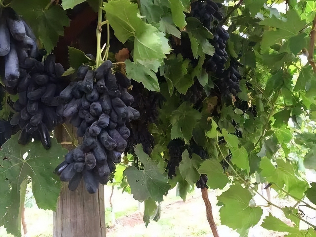 适合阳台不怕西晒植物,北方阳台喜阳不怕晒的阳台植物