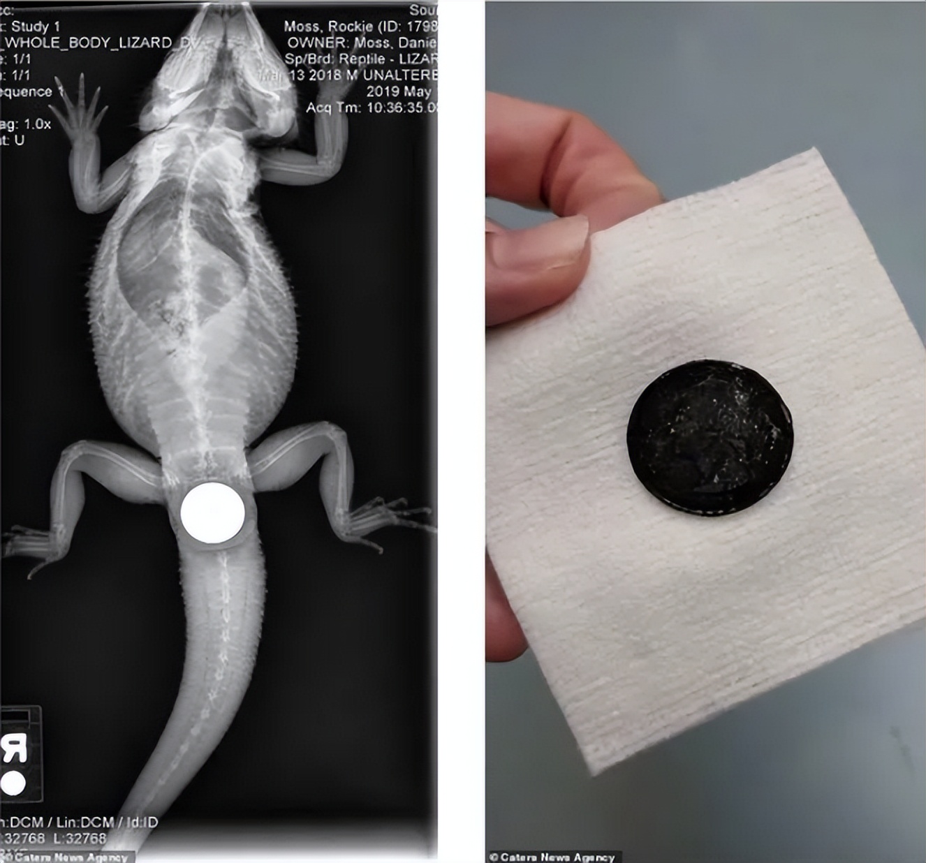文胸、高尔夫、炮弹、珍珠、*物文**，盘点这些从动物肚里发现的东西