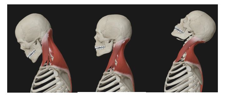 长时间低头脖子酸痛缓解操,长时间低头脖子疼怎么按摩