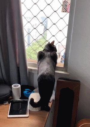 主人太经常在家猫咪会抑郁吗,狗狗和猫咪在家里的最佳表现